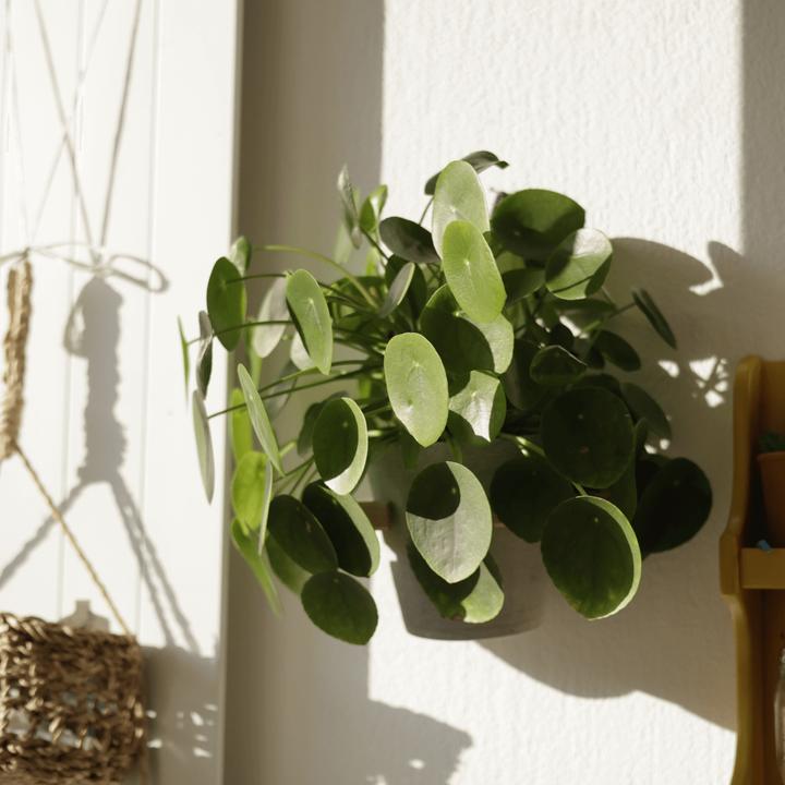 Actual product image Mary and Plants Ufo Plant (30 cm)