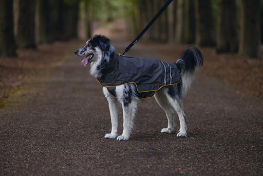 Actual product image Beeztees Dog Raincoat Seja (XL, Dog raincoat)
