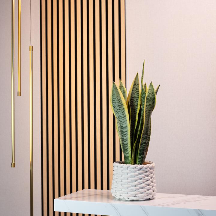Immagine prodotto Flowerbox Canapa a fiocchi - Sansevieria trifasciata Laurentii (45 cm)