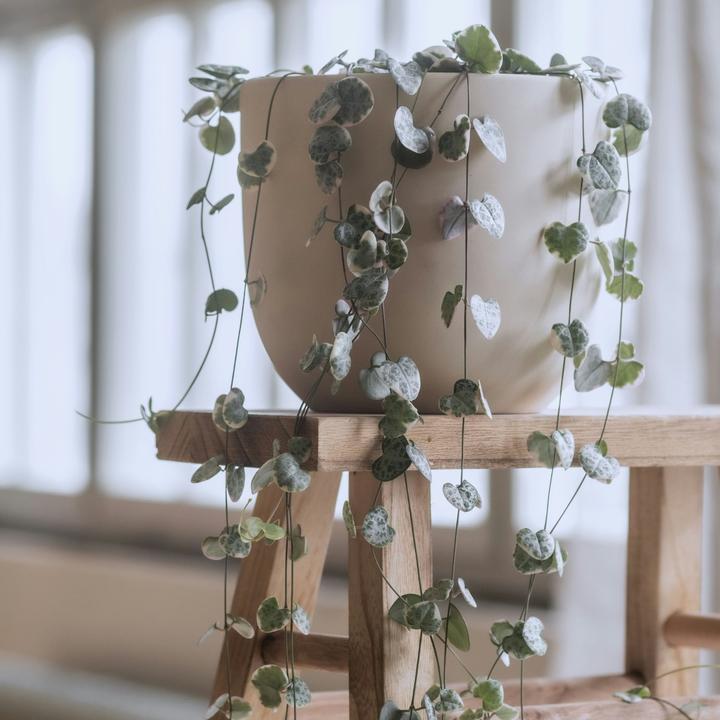 Actual product image Plant in a Box Ceropegia linearis Woodii - sinker chain heart leaf (30 cm)