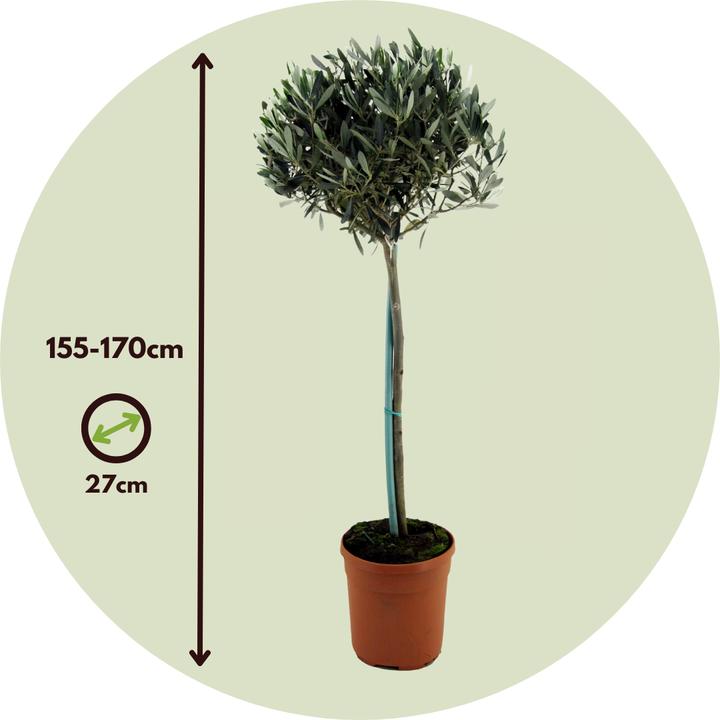 Produktbild Plant in a Box Olea europaea - Olivenbaum (155 cm)