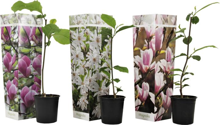 Produktbild Plant in a Box Magnolia susan, soulangeana, stellata - 3er Set Magnolie (25 cm)