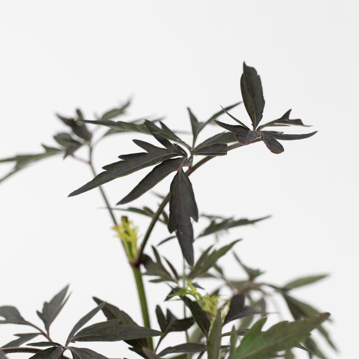 Actual product image Plant in a Box Sambucus nigra 'Black Lace' - set of 2 elderberries (25 cm)