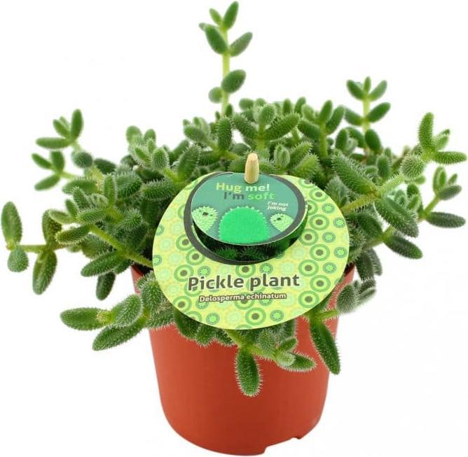 Produktbild Plantlovers Delosperma Echinatum (Gurkenpflanze) (20 cm, Frisch umgetopft)