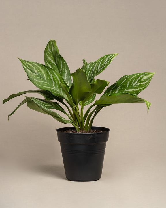 Image du produit feey Aglaonema Stripes (70 cm, Fraîchement rempotés)