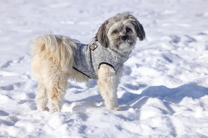 Produktbild Beeztees Hundepullover Celia (24, Hundepullover)