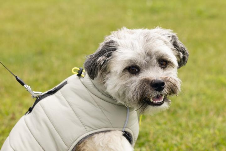 Image du produit Beeztees Manteau pour chien Bobby (32, Manteau pour chien)