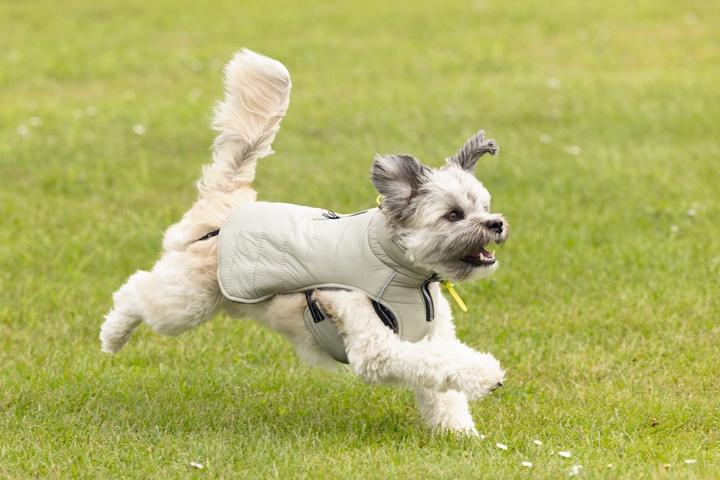 Image du produit Beeztees Manteau pour chien Bobby (32, Manteau pour chien)