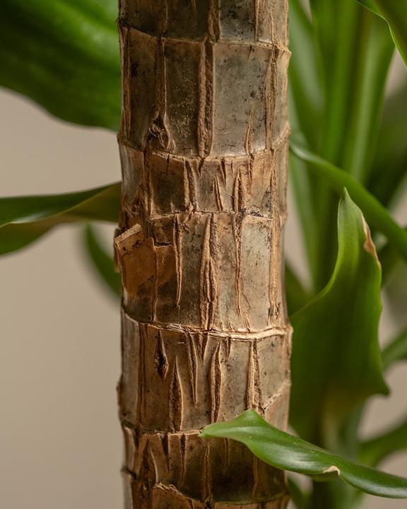 Actual product image feey Large dragon tree (85 cm, Freshly repotted)