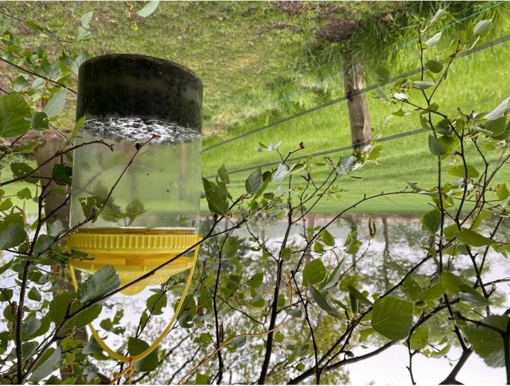 Actual product image Knock Off FlyNip fly trap