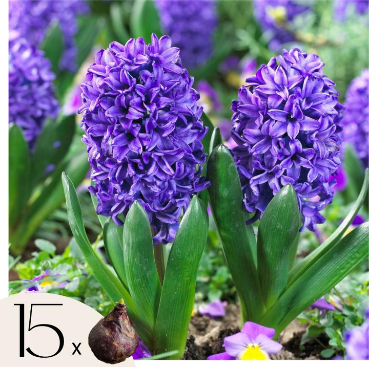 Actual product image Plant in a Box Hyacinthus Blue Trophy - set of 15 hyacinth bulbs (30 cm)