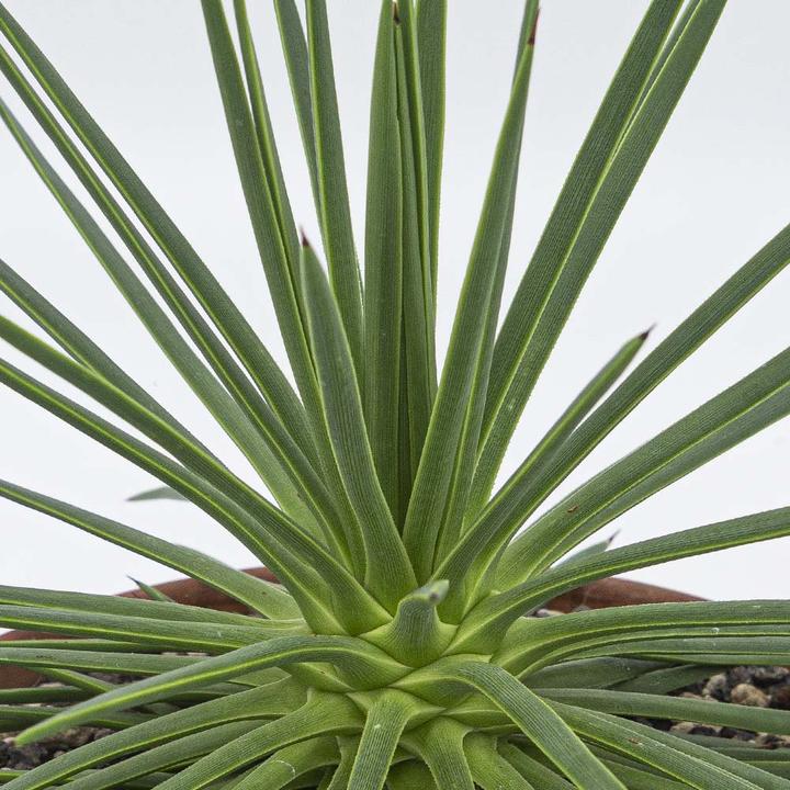 Produktbild Kakteen Gautschi Agave stricta compacta (25 cm)
