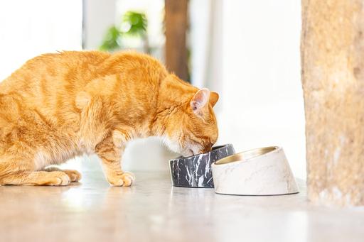 Actual product image Designed by Lotte Melamine Bowl Cat Vita