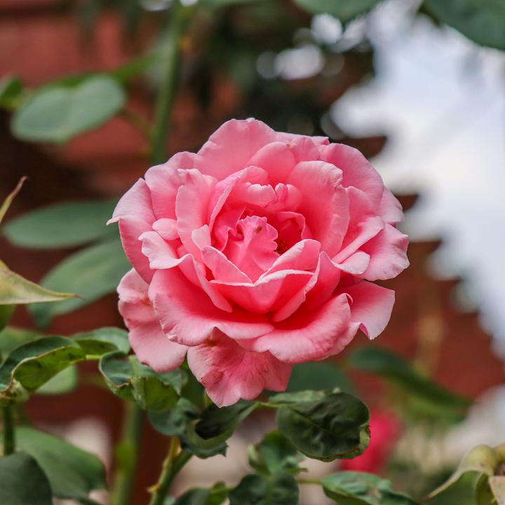 Produktbild Plant in a Box Rosa Palace 'Topkapi' - 2er-Set Stängelrosen (80 cm)