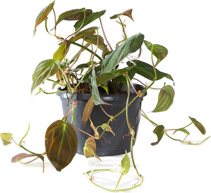 Produktbild VEG and the City Naya (Samtiger Baumfreund - Philodendron micans)