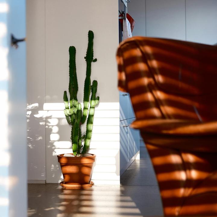 Actual product image Plant in a Box Euphorbia ingens - Candelabra Euphorbia Cactus (50 cm)