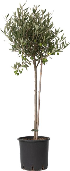 Produktbild Plant in a Box Olea Europaea - Olivenbaum (80 cm)