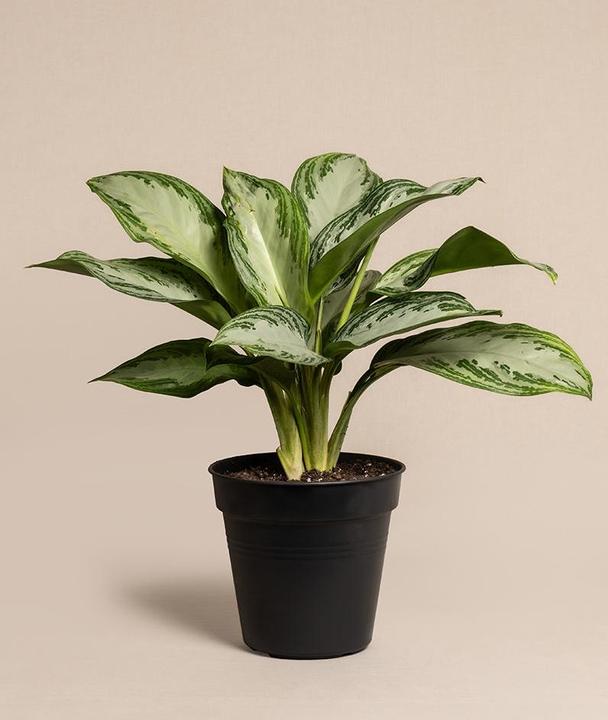 Actual product image feey Aglaonema Silver Bay (55 cm, Freshly repotted)