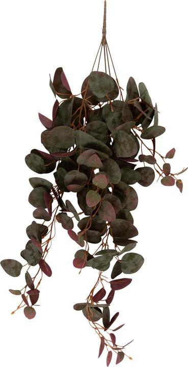 present time Hanging Ceropegia (78.70 cm)