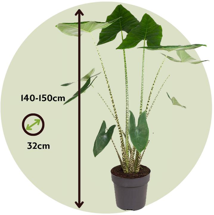 Produktbild Plant in a Box Alocasia zebrina - Alokasie (150 cm)