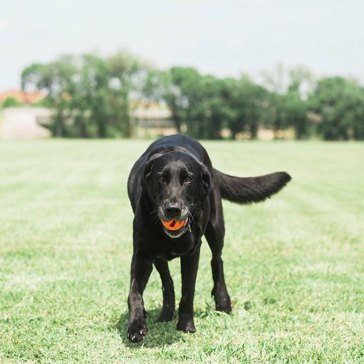 Actual product image Chuckit! CHUCKIT BREATHE RIGHT Ball fetch Openwork 7 5 cm diameter size L Orange (Dog chew toy)