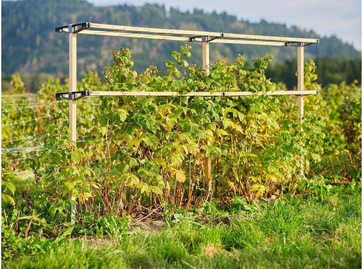 Image du produit Gusta Garden Berry Buddy (120 cm, 34.50 cm)