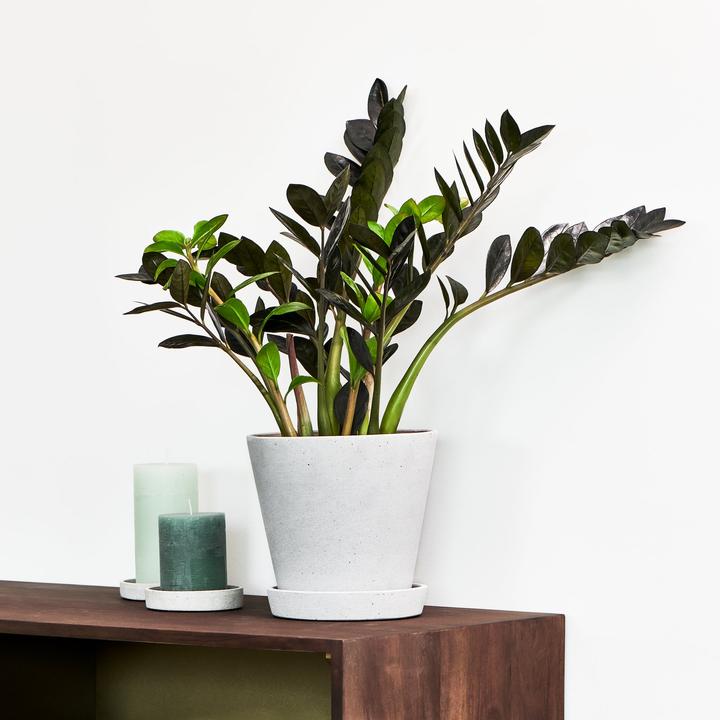 Immagine prodotto Mary and Plants Corvo di Zamioculcas (60 cm)
