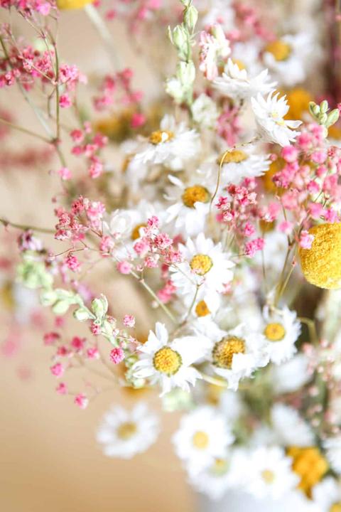Produktbild la fleur douce Joyeux (Trockenblumen)