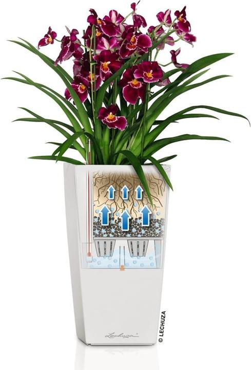 Actual product image Lechuza Cubico (22 cm)