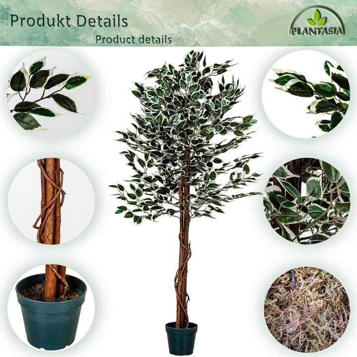 Image du produit Plantasia Ficus Benjamini (160 cm)