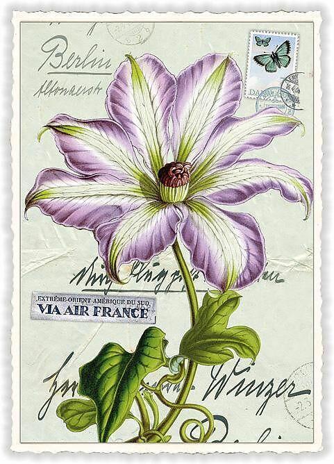 Immagine prodotto Edition Tausendschön Postkarte / Blume / blanko