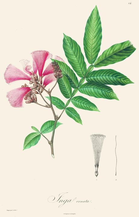Produktbild Alexander von Humboldt: Botanische Illustrationen. Posterbuch mit 22 Postern (Deutsch, Prof. Dr. Otfried Baume, 2019)