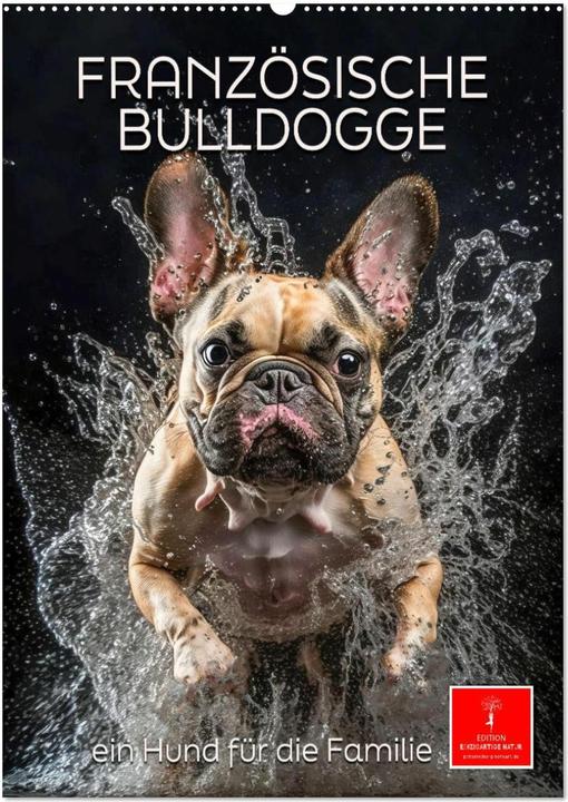 Image du produit Franzsische Bulldogge - ein Hund fr die Familie (Wandkalender 2025 DIN A2 hoch), Monat (A2, Allemand)