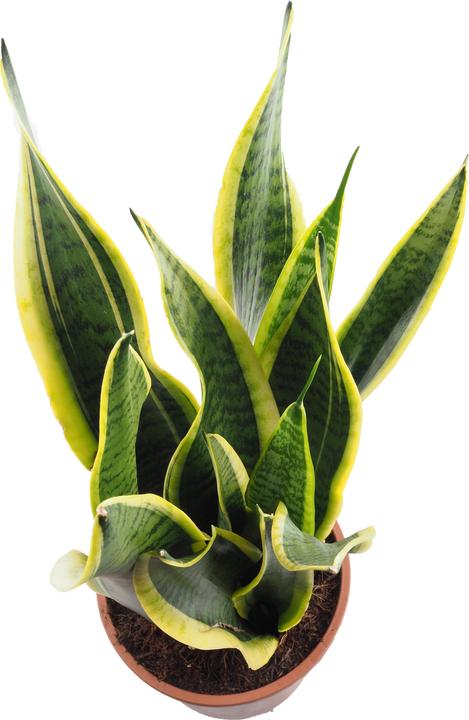 Produktbild Migros Ostschweiz Sanseveria (54 cm)