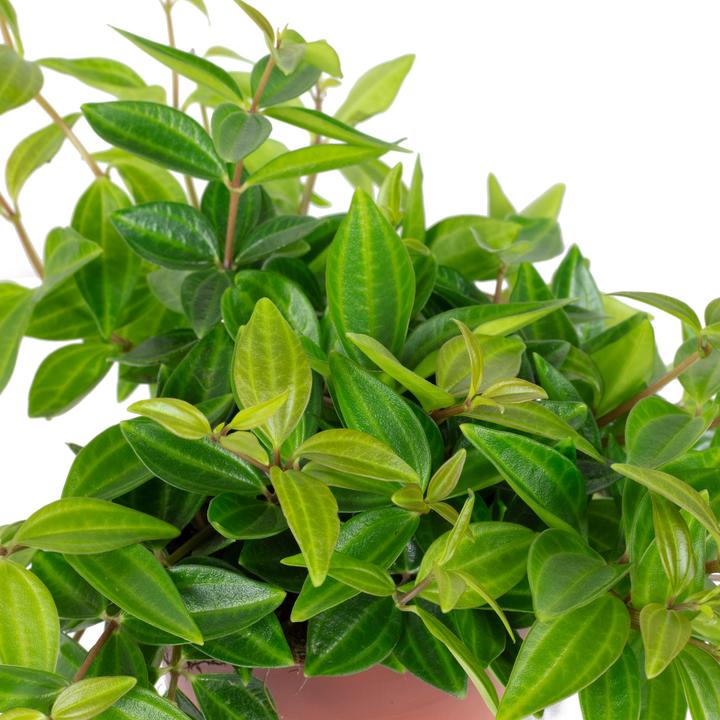 Immagine prodotto Flowerbox Zwergpfeffer Smit- Peperomia (12 cm)