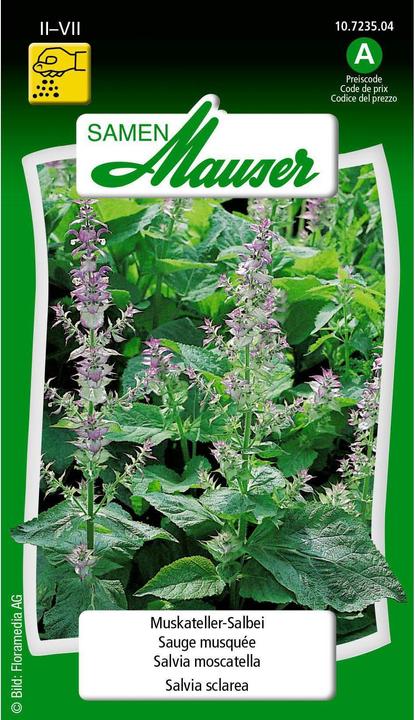 Samen Mauser Moscato salvia (Semi di erbe)