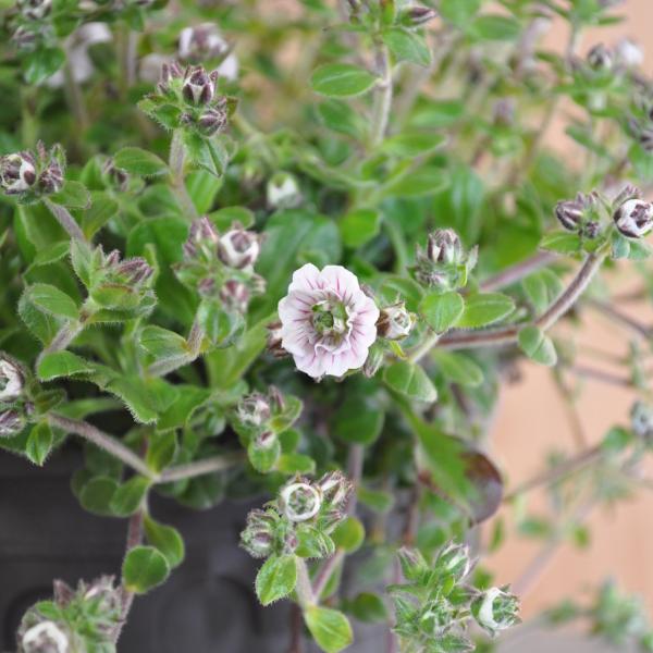 Produktbild Säntispracht 3 er Set, Das polsterbildendes Himalaya-Schleierkraut- Gypsophila cerastoides ,Plena (10 cm)