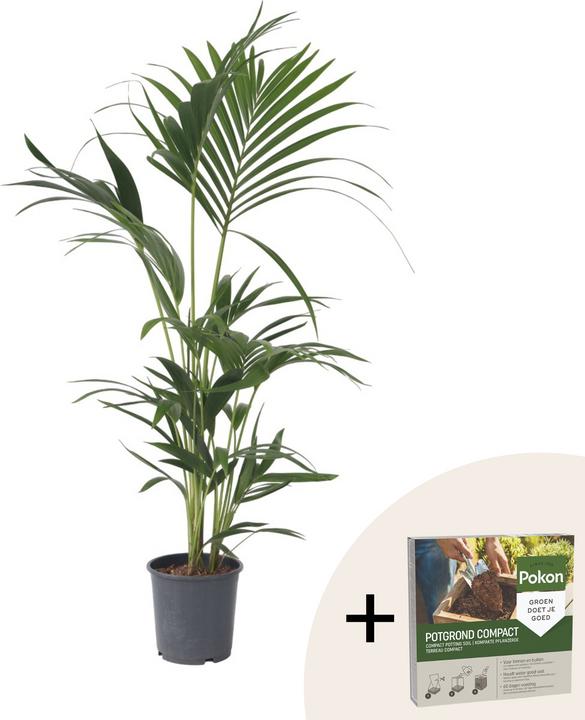 Actual product image Plant in a Box Howea forsteriana - Kentia Palme (90 cm)