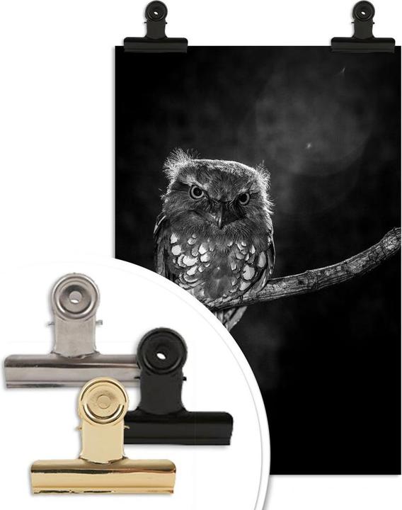 Image du produit Trenddeko Wilianto - Staring Owl (50 x 75 cm)