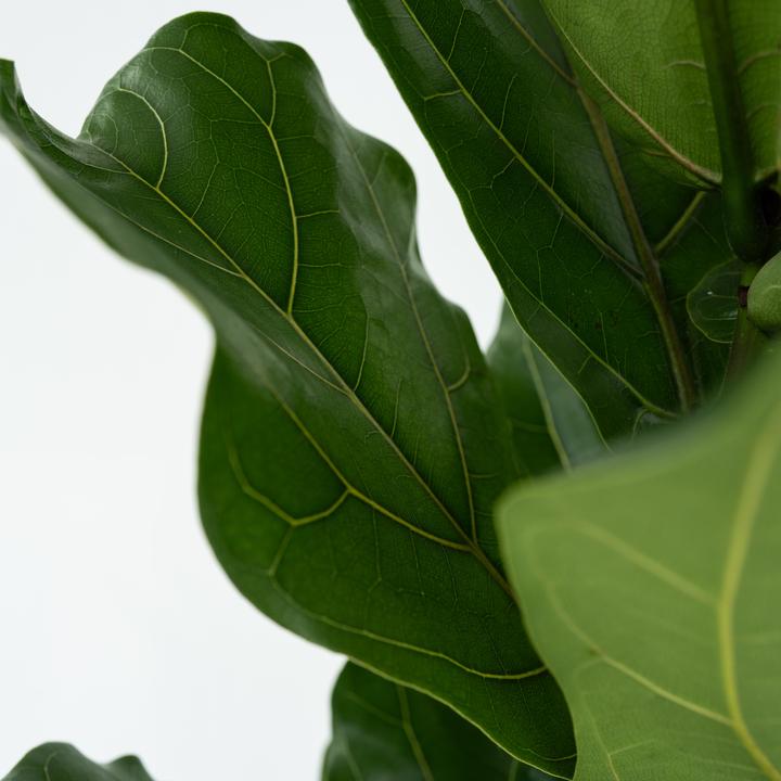 Produktbild Plant in a Box Ficus Lyrata - Geigenpflanze (100 cm)