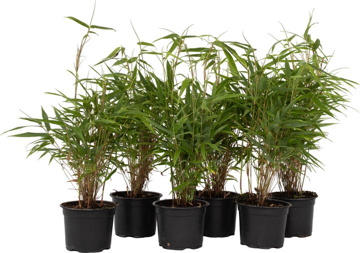Plant in a Box Fargesia rufa - set di 6 ombrelli in bambù (25 cm)
