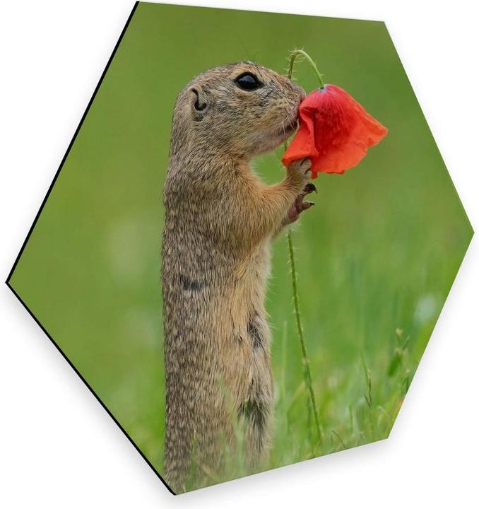 Actual product image Trenddeko van Duijn - Gopher with poppy flower (25 x 22 cm)