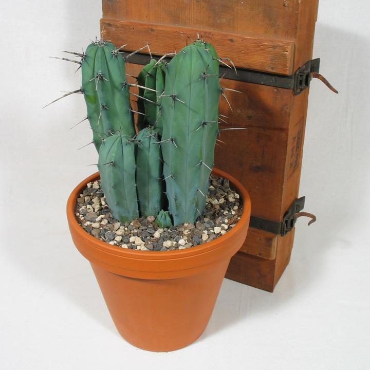 Produktbild Kakteen Gautschi Myrtillocactus geometrizans (40 cm)