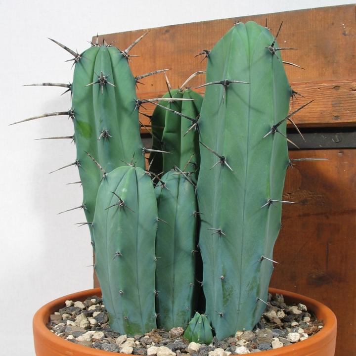 Produktbild Kakteen Gautschi Myrtillocactus geometrizans (40 cm)