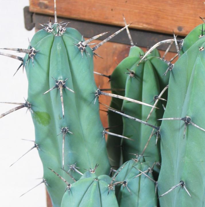 Produktbild Kakteen Gautschi Myrtillocactus geometrizans (40 cm)