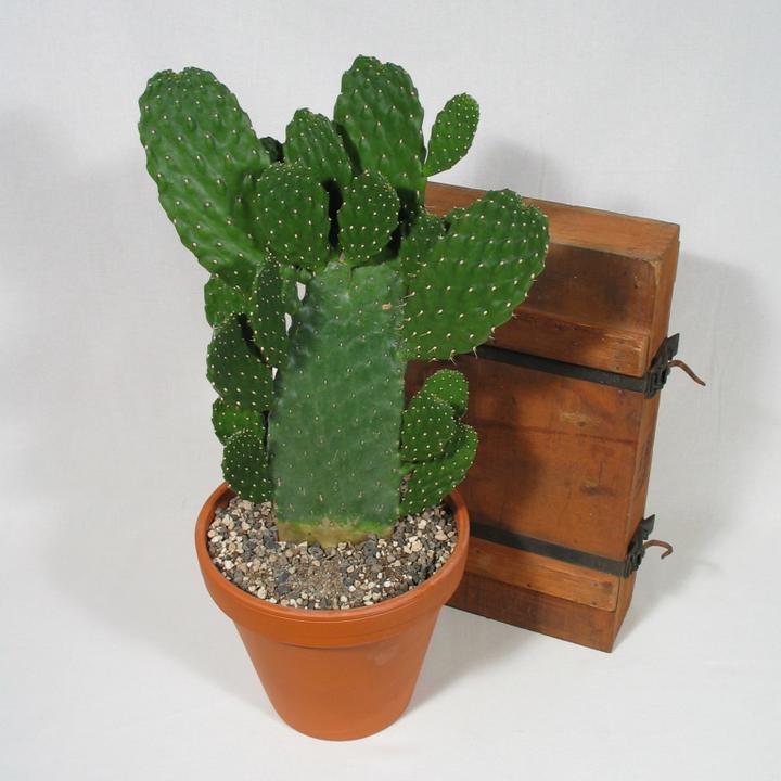 Kakteen Gautschi Opuntia consolea (40 cm)