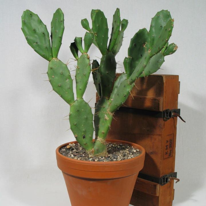 Produktbild Kakteen Gautschi Opuntia vulgaris (60 cm)