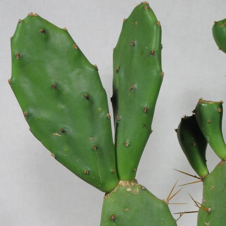 Produktbild Kakteen Gautschi Opuntia vulgaris (60 cm)