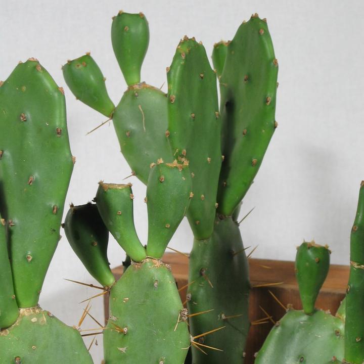 Produktbild Kakteen Gautschi Opuntia vulgaris (60 cm)