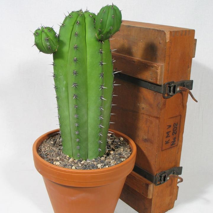 Immagine prodotto Kakteen Gautschi Polaskia chichipe (55 cm)